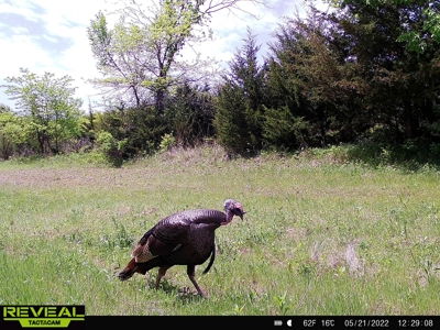 Clarke County, Iowa Great Hunting w/Good Ag & CRP Income - image 35