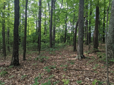 16.625 Acres of Land For Sale in Patrick County, Virginia - image 3