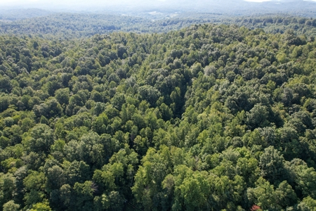 16.625 Acres of Land For Sale in Patrick County, Virginia - image 16