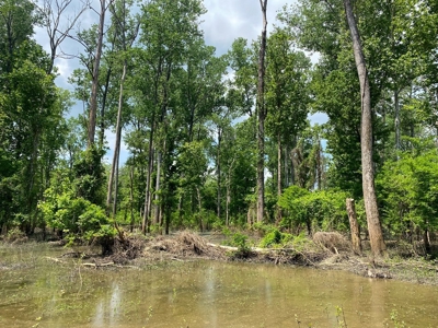 130 Acres Deer/Duck Hunting Property for Sale Madison Parish - image 24