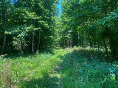 130 Acres Deer/Duck Hunting Property for Sale Madison Parish - image 46