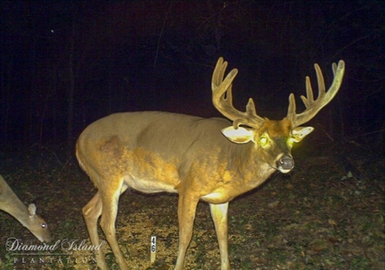 130 Acres Deer/Duck Hunting Property for Sale Madison Parish - image 2