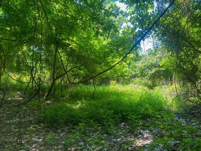 130 Acres Deer/Duck Hunting Property for Sale Madison Parish - image 43