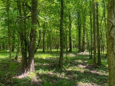 130 Acres Deer/Duck Hunting Property for Sale Madison Parish - image 47