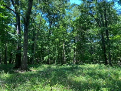70 Acres Deer/Duck Hunting Property for Sale Madison Parish - image 22