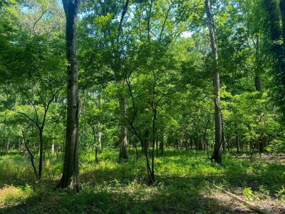 70 Acres Deer/Duck Hunting Property for Sale Madison Parish - image 42