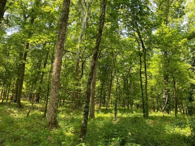 70 Acres Deer/Duck Hunting Property for Sale Madison Parish - image 27