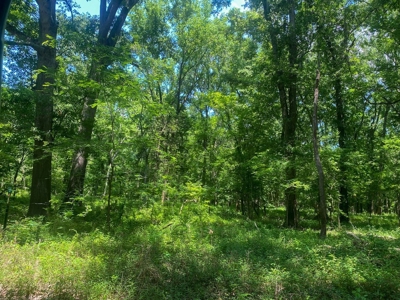 70 Acres Deer/Duck Hunting Property for Sale Madison Parish - image 30