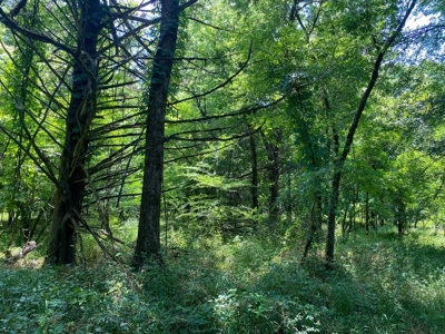 70 Acres Deer/Duck Hunting Property for Sale Madison Parish - image 13