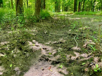 70 Acres Deer/Duck Hunting Property for Sale Madison Parish - image 12