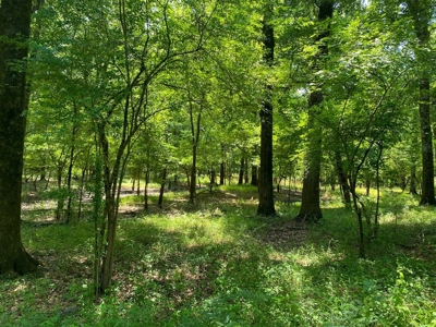 70 Acres Deer/Duck Hunting Property for Sale Madison Parish - image 44