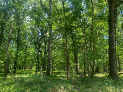 70 Acres Deer/Duck Hunting Property for Sale Madison Parish - image 39