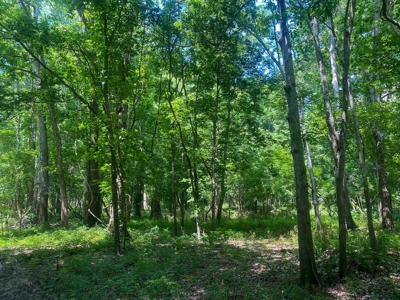 70 Acres Deer/Duck Hunting Property for Sale Madison Parish - image 40