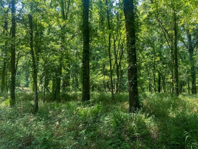 70 Acres Deer/Duck Hunting Property for Sale Madison Parish - image 32