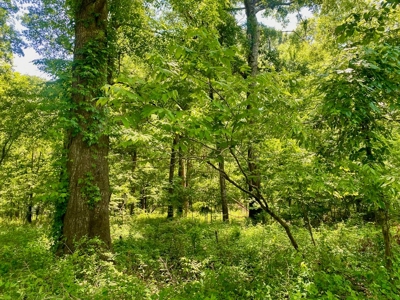 70 Acres Deer/Duck Hunting Property for Sale Madison Parish - image 15