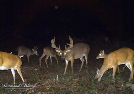 70 Acres Deer/Duck Hunting Property for Sale Madison Parish - image 3