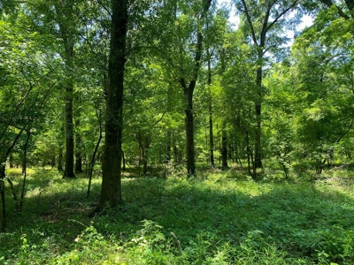 70 Acres Deer/Duck Hunting Property for Sale Madison Parish - image 37