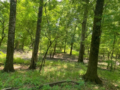 70 Acres Deer/Duck Hunting Property for Sale Madison Parish - image 38