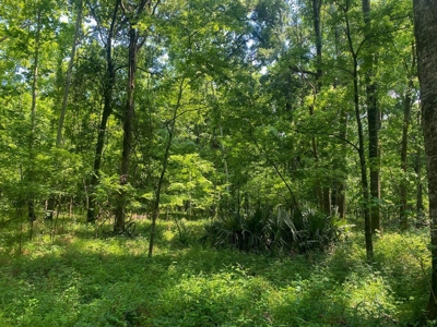 70 Acres Deer/Duck Hunting Property for Sale Madison Parish - image 16