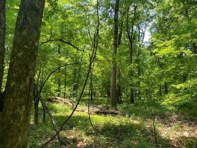 70 Acres Deer/Duck Hunting Property for Sale Madison Parish - image 29