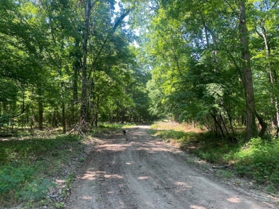 70 Acres Deer/Duck Hunting Property for Sale Madison Parish - image 28