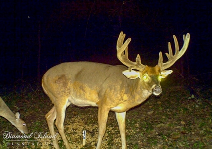 70 Acres Deer/Duck Hunting Property for Sale Madison Parish - image 2