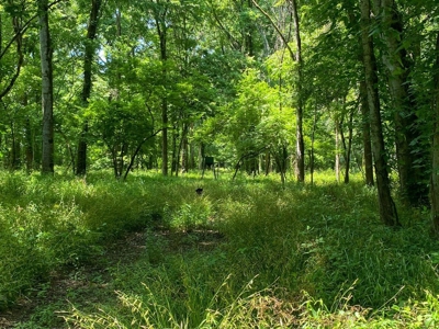 70 Acres Deer/Duck Hunting Property for Sale Madison Parish - image 19