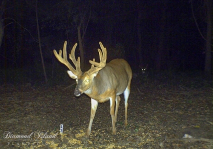 70 Acres Deer/Duck Hunting Property for Sale Madison Parish - image 4