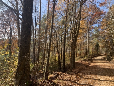 Private Land For Sale In Tennessee, Springs, Hunting - image 14