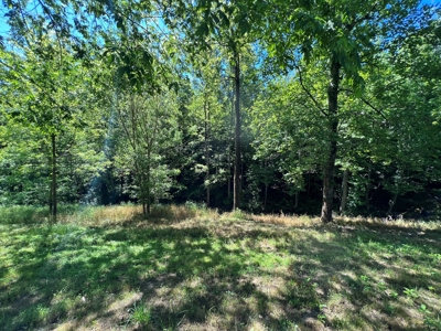 Private Land For Sale In Tennessee, Springs, Hunting - image 3