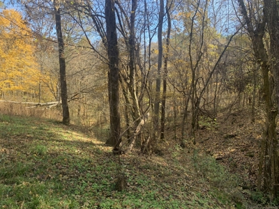 Private Land For Sale In Tennessee, Springs, Hunting - image 12