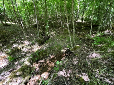 Private Land For Sale In Tennessee, Springs, Hunting - image 6