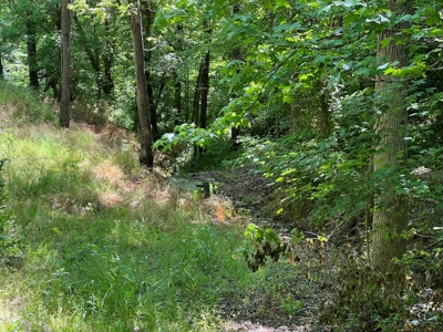 Private Land For Sale In Tennessee, Springs, Hunting - image 11