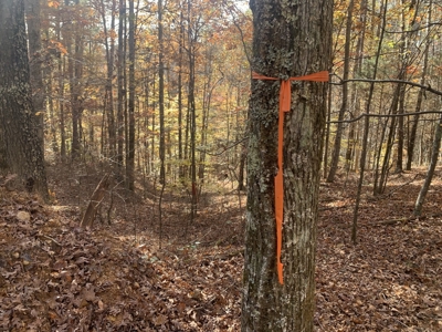 Private Land For Sale In Tennessee, Springs, Hunting - image 16