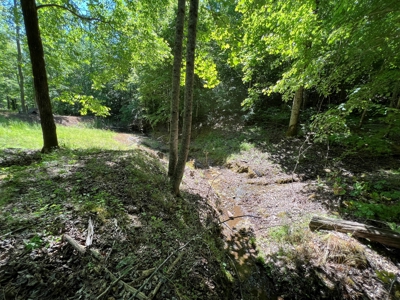 Private Land For Sale In Tennessee, Springs, Hunting - image 7
