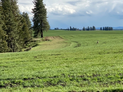 Rural Clearwater County, Idaho Property for Sale! - image 15
