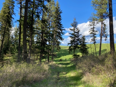 Rural Clearwater County, Idaho Property for Sale! - image 12
