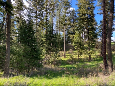 Rural Clearwater County, Idaho Property for Sale! - image 14
