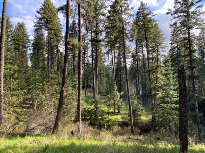 Rural Clearwater County, Idaho Property for Sale! - image 7