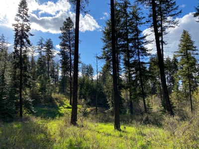 Rural Clearwater County, Idaho Property for Sale! - image 9