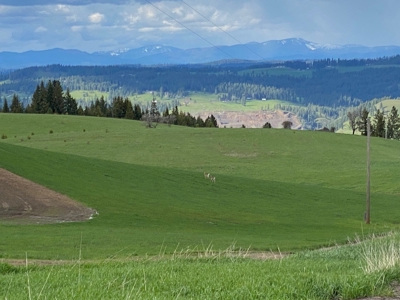Rural Clearwater County, Idaho Property for Sale! - image 4