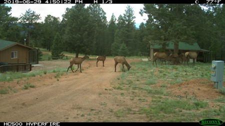 Colorado Cabin New Barn 39 Acres &  Borders Government Land - image 3