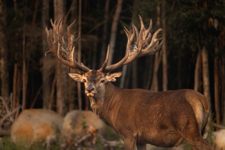 Mountain Lodge on 657±  Acres - image 33