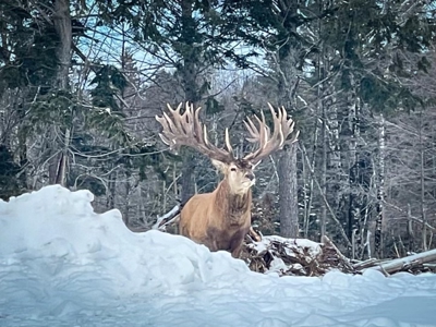 Mountain Lodge on 657±  Acres - image 35