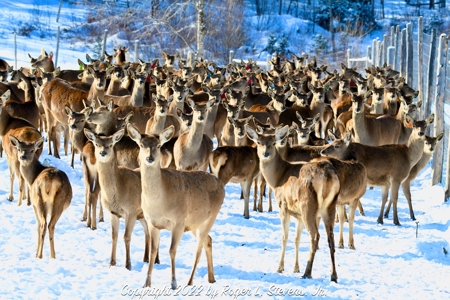 Mountain Lodge on 657±  Acres - image 30