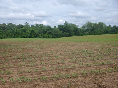 112.5 acres of farmland, can be developed near Franklin, Ky. - image 2