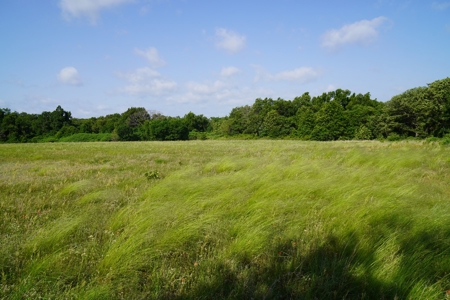 Perkins, OK Land For Sale Pasture, Woods, & Pond - image 5