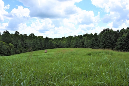 Home Sites, Recreation, Hunting, Creeks, Springs, Private - image 18