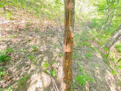 37+/- Acres, Multi-use Property located in Caldwell County - image 37
