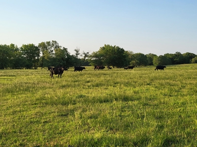 Northeast Texas Ranch For Sale In Bowie County Texas - image 39